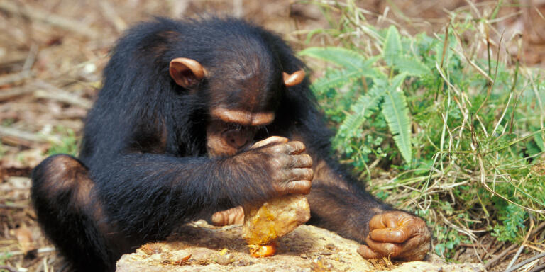 Chimpanzee breaking palm nuts with a stone. Gabon.

Biosphoto / Cyril Ruoso