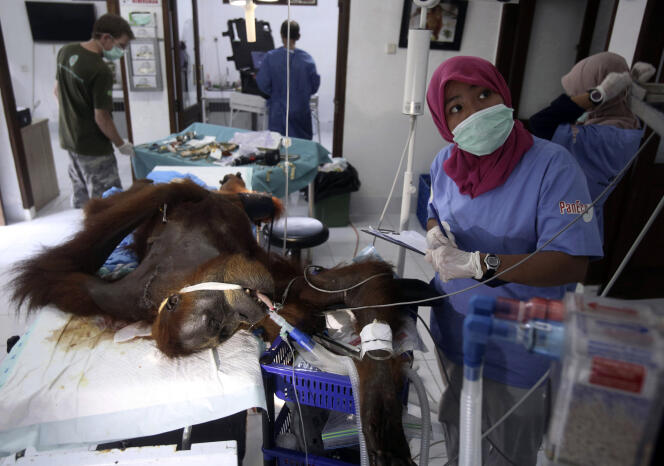 L’intervention chirurgicale sur  la femelle orang-outan « Hope » à Sibolangit, au nord de Sumatra, le 17 mars.