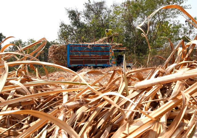 Dans un champ de canne à sucre, à Nakhon Ratchasima, en Thaïlande, le 14 mars. Un Thaïlandais sur deux vient d’une famille d’agriculteurs.
