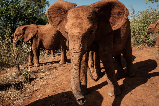 Les éléphanteaux sont élevés durant presque vingt ans avant de pouvoir être préparés à être relâchés en liberté.