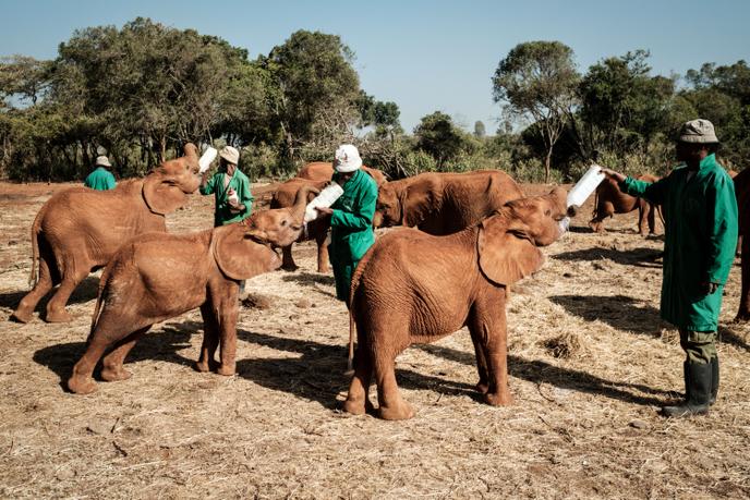 Moment de tendresse pour les éléphanteaux nourris au biberon toutes les trois heures au centre Sheldrick de Nairobi. « On dort, on vit, on joue avec eux, on leur fait des câlins, explique un gardien. Nous sommes comme leur mère. »,