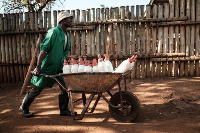 Un gardien du centre Sheldrick, à Nairobi, apporte les gigantesques biberons pour nourrir les éléphanteaux recueillis. Ces derniers ne sont sevrés qu’entre 5 et 10 ans.