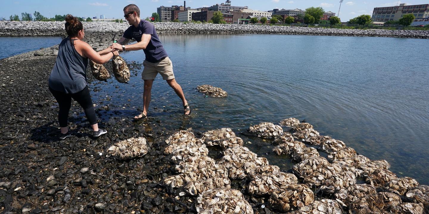 Des Huitres Pour Depolluer Les Eaux New Yorkaises