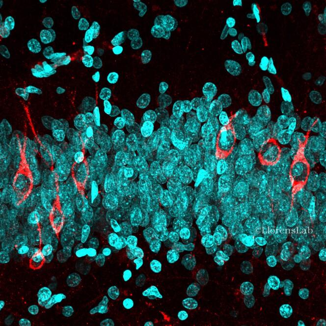 Neurones immatures (en rouge) et neurones adultes (en bleu) au sein du gyrus denté, dans l’hippocampe, une structure cérébrale dédiée notamment à la mémoire.