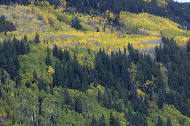 Lorsqu’une forêt (comme ici dans le Colorado) comprend très peu d’essences, la diversité des nuisibles est facilitée par la présence d’essences supplémentaires.