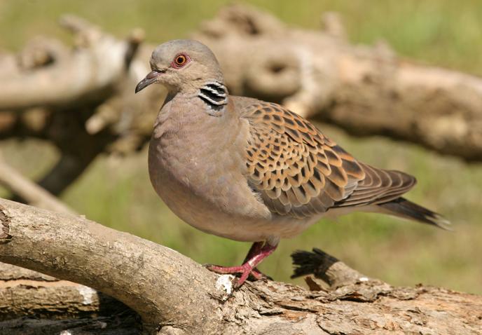 Où Sont Passés Tous Les Oiseaux Wecf France