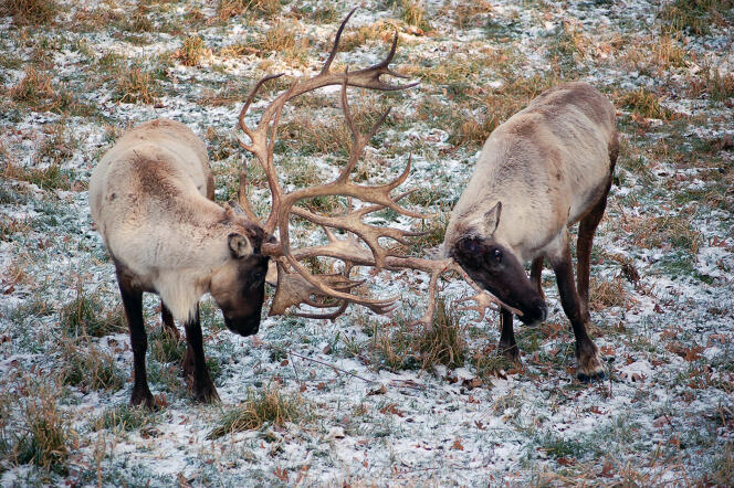 Des caribous des bois dans le nord-ouest du Montana, avant leur relocalisation au Canada.