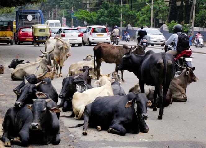 A Bangalore, en 2016. Depuis que les nationalistes hindous au pouvoir dans l’Etat de l’Uttar Pradesh (nord de l’Inde) ont fermé les abattoirs clandestins, le bétail épargné est devenu une source de nuisance et un fardeau pour les agriculteurs.