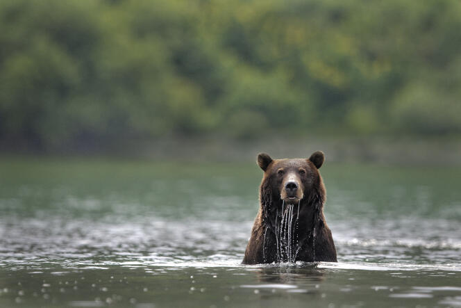 Un ours du Kamchatka, en Russie.