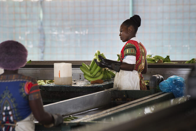 Dans une exploitation de bananes près de Caxito, en Angola, en novembre 2018.