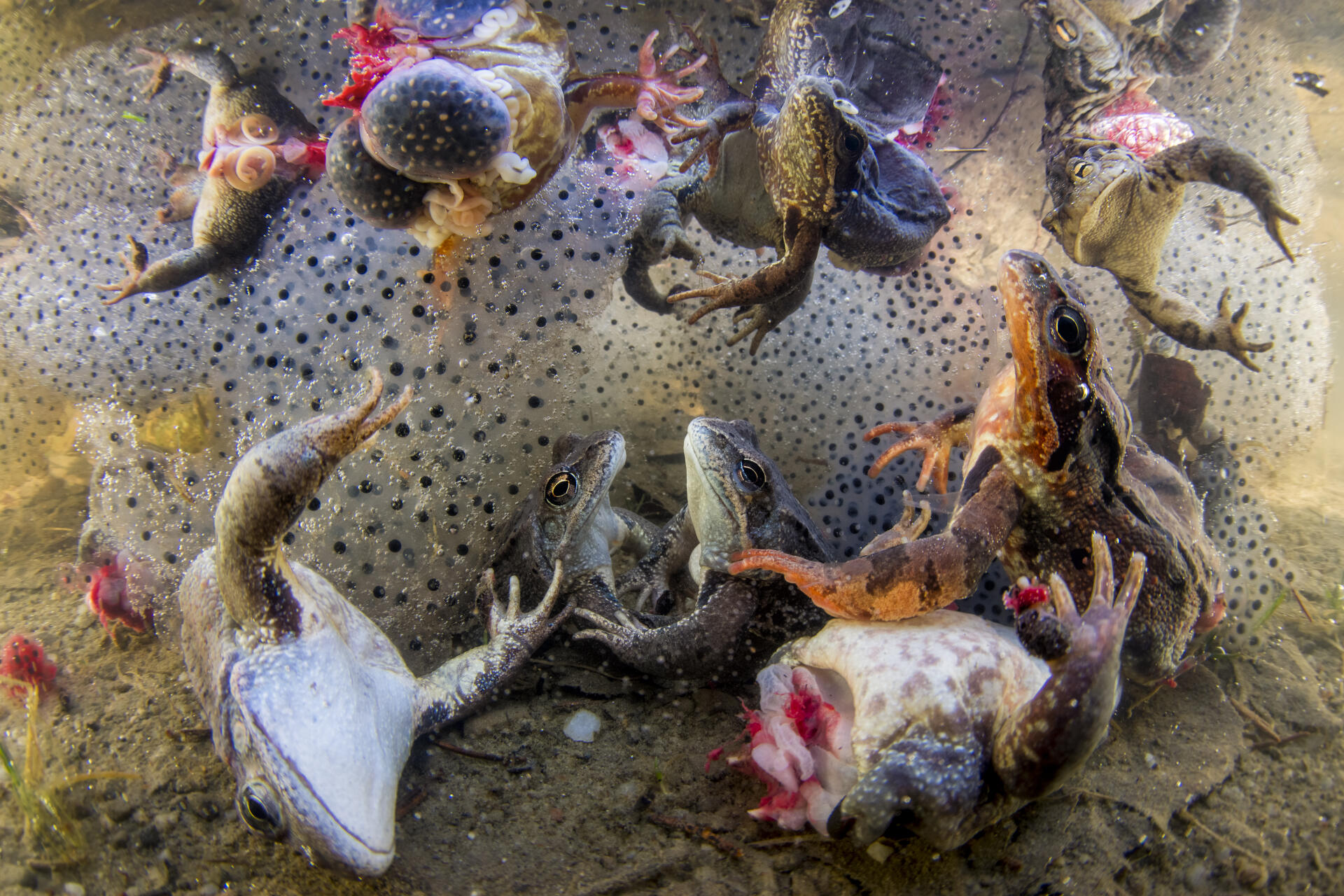 Des grenouilles démembrées essaient de remonter à la surface après avoir été rejetées dans l’eau à Covasna, en Roumanie. La vente des cuisses de grenouilles, souvent coupées alors que l’animal est toujours en vie, représente près de 40 million de dollars par an.