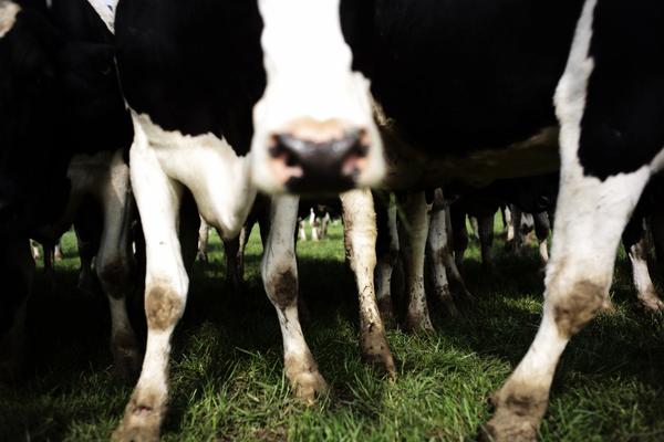 Darran Mc Kenna élève principalement des holsteins et produit un lait très protéiné.