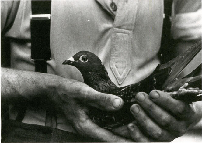Utilisés par l’armée britannique, les pigeons ont servi d’agents de liaison entre résistants pendant la seconde guerre mondiale.