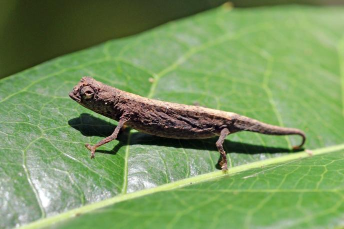 A larger than one inch, "Brookesia minima", is the smallest chameleon in the world. He lives in Madagascar. The species is listed as Endangered by the International Union for the Conservation of Nature (IUCN).