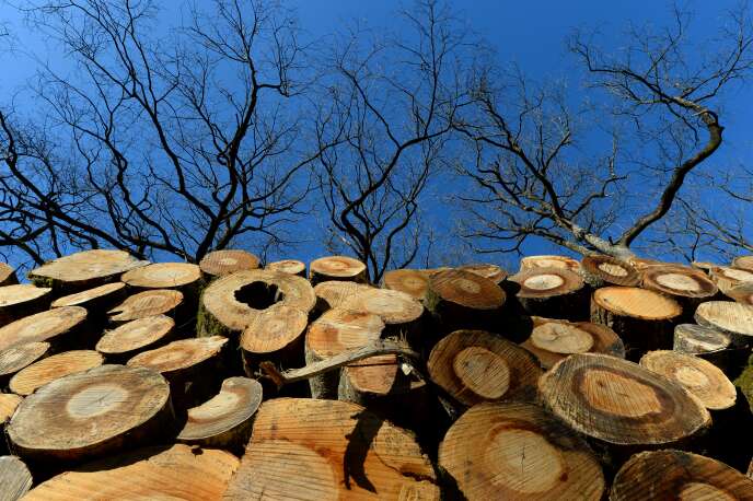 Du bois de chêne sessile destiné à être transformé en tonneaux, dans la forêt de Bercé, à Pruille-l’Eguille (Sarthe), le 14 février.