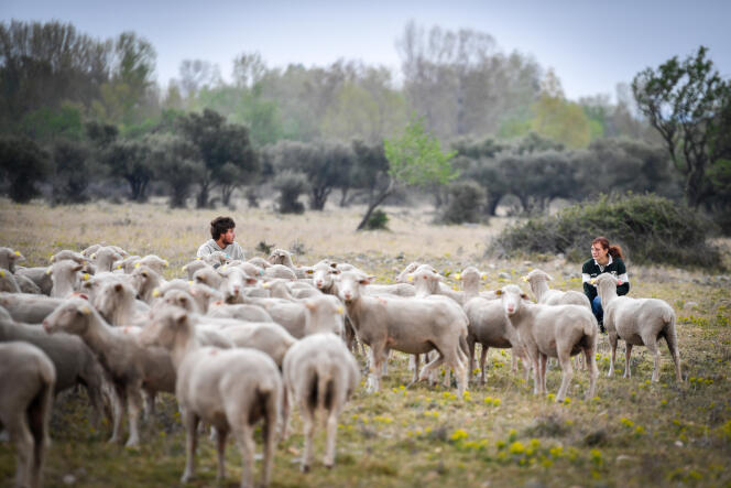 A Salon-de-Provence, le Domaine du Merle, où un centre de formation enseigne le métier de berger transhumant. Le 11 avril 2019.