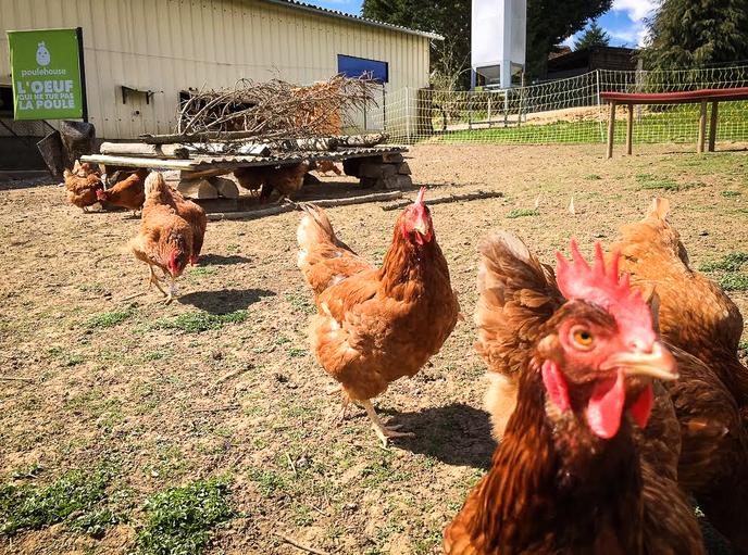 A Chinon Un Poulailler Cinq étoiles Pour Distribuer Des œufs
