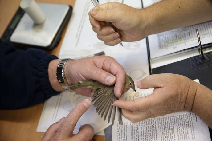 Inspección de una curruca por edad en el Sandwich Bay Bird Observatory, Kent County, Reino Unido.  La información de bandas, incluida la edad, el peso y el sexo, se utiliza para monitorear los patrones migratorios a largo plazo de la población de aves, según la modificación del cambio climático.