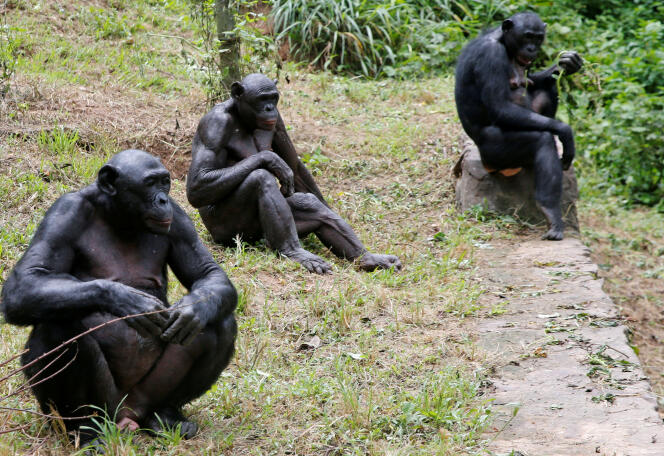 Un groupe de bonobos dans le sanctuaire Lola Ya Bonobo, situé dans la périphérie de Kinshasa (RDC), le 2 mars.