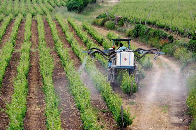 Les pesticides restent utilisés dans certaines exploitations viticoles bordelaises, malgré les associations qui œuvrent pour leur abandon.