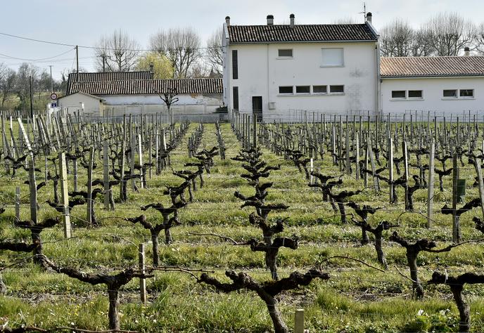 Exploitation viticole, à Villeneuve (Gironde), à proximité d’une école, en mars 2016.