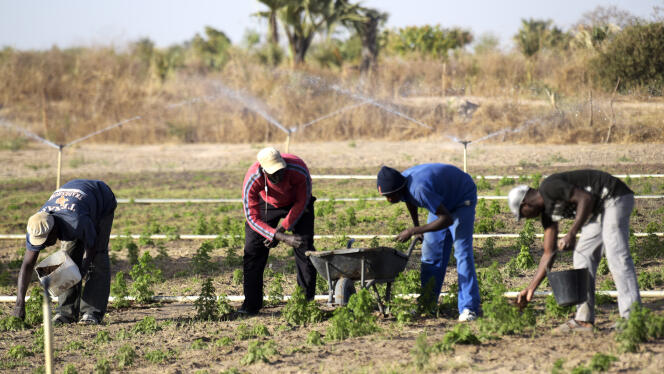 Des paysans plantent de l’artemisia à Tivaouane, au Sénégal, en mars 2018.