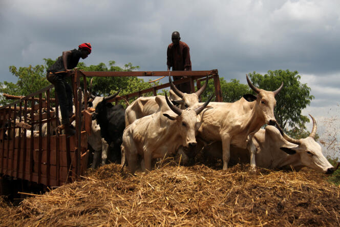 Des vachers payés à la tâche débarquent des vaches venues de Kaga-Bandoro au marché de Bouboui 2, près de Bangui, le 12 avril.