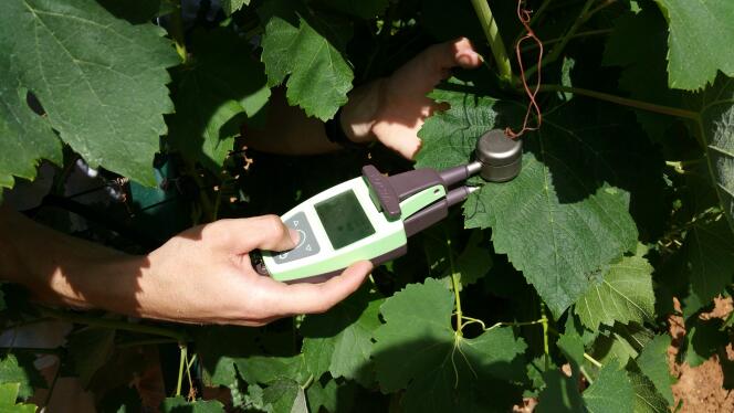 le premier capteur sur les feuilles est un capteur de chrolophylle et de flavonol des feuilles. Il mesure la quantité de chrorophylle dans les feuilles et permet de détecter des stress (hydrique ou carence azoté de la vigne). Le capteur intègre une puce GPS pour pouvoir faire des mesures en parcelles.