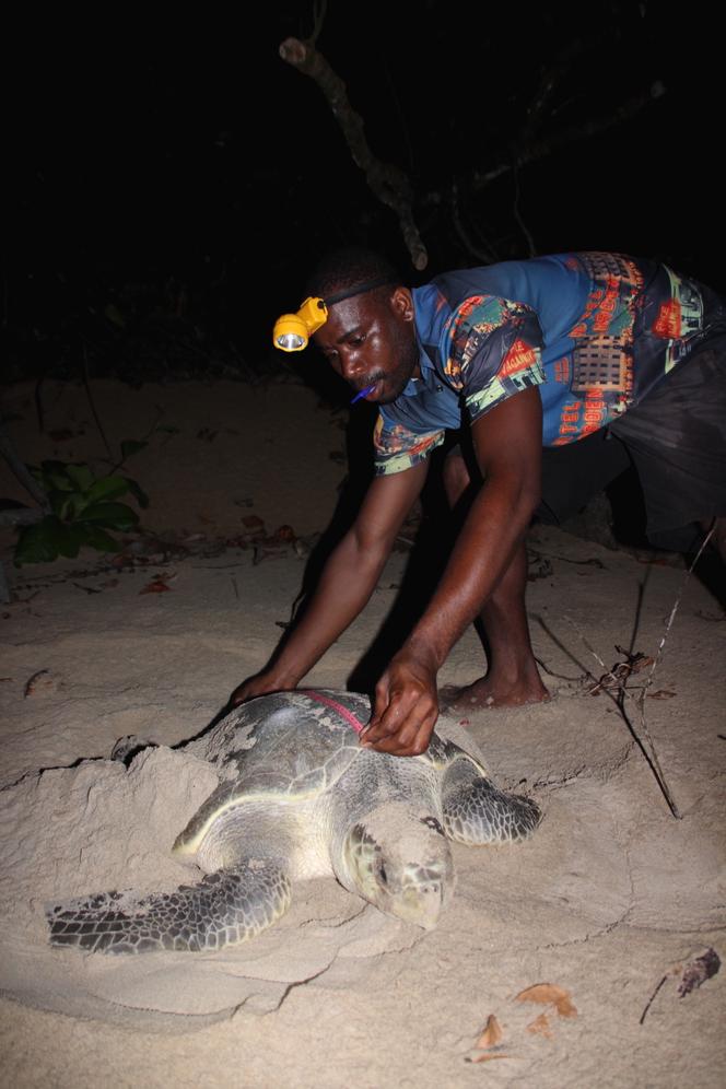 Au Cameroun, Ebodjé, l'écovillage qui protège ses tortues marines