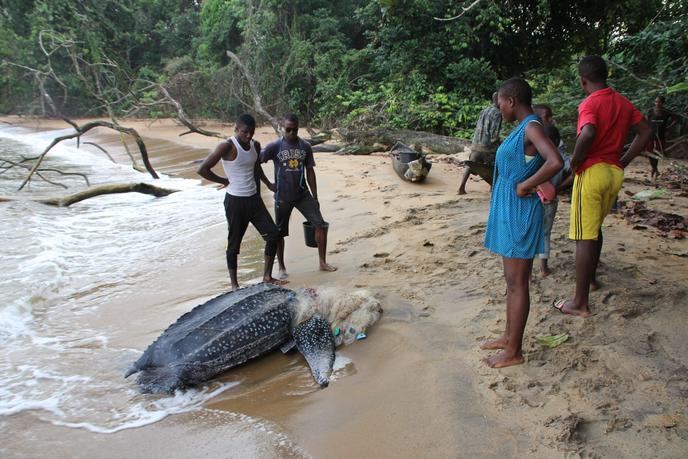 Au Cameroun Ebodjé Lécovillage Qui Protège Ses Tortues