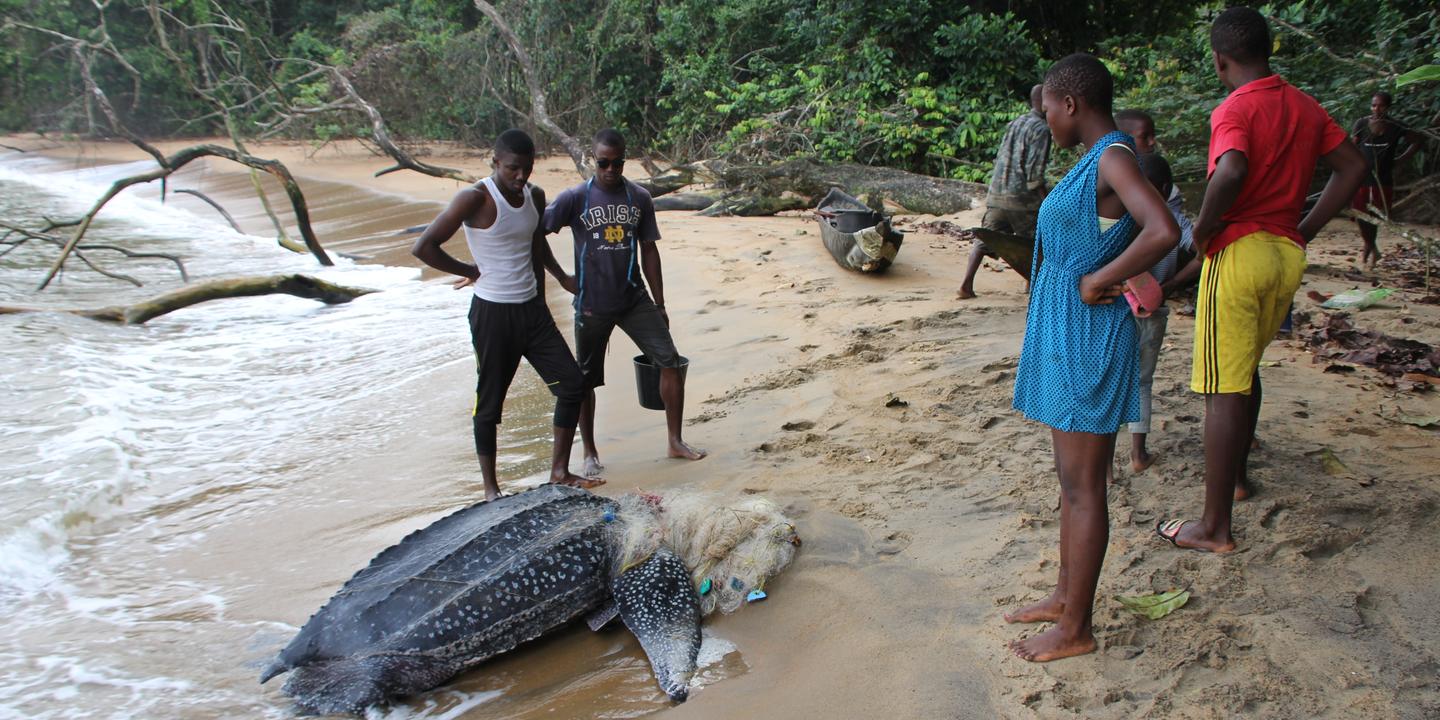 Au Cameroun Ebodje L Ecovillage Qui Protege Ses Tortues Marines