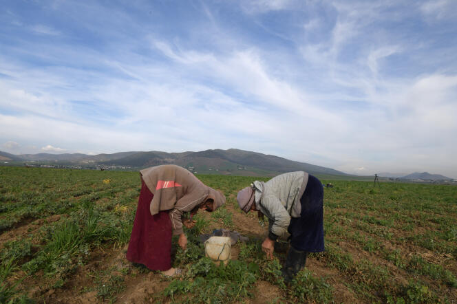 Des ouvrières agricoles dans le gouvernorat de Jendouba, en Tunisie, en décembre 2018.