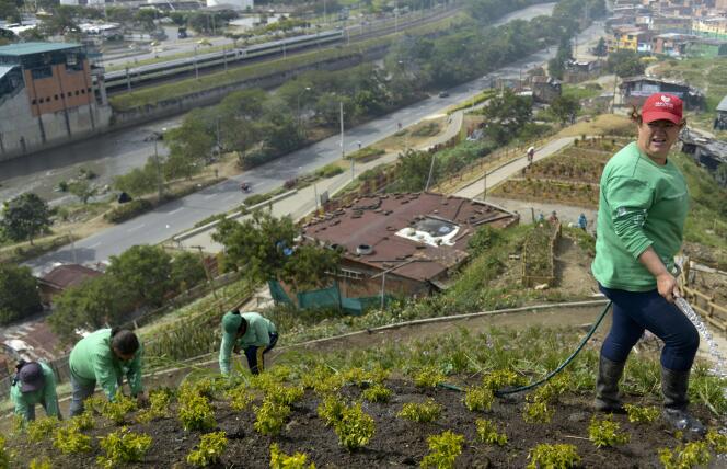 Medellin (Colombie), le 9 avril 2014. Les femmes du quartier de la Moravia ont créé une coopérative et cultivent des plantes sur ce qui était auparavant une montagne de déchets.