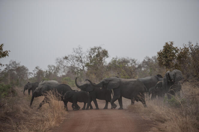Une harde d’éléphants dans le parc de la Pendjari, en janvier 2018.