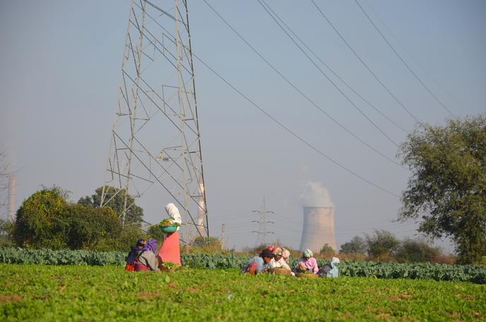 Plantations near Nagpur, central India, in January.