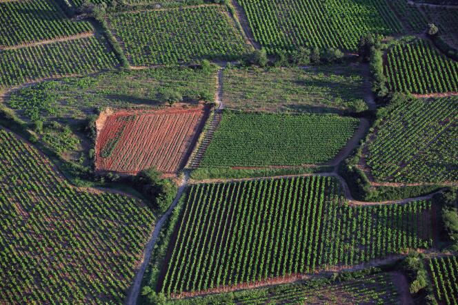 Les vignes gardoises, où l’on produit des vins AOC Tavel et Lirac.