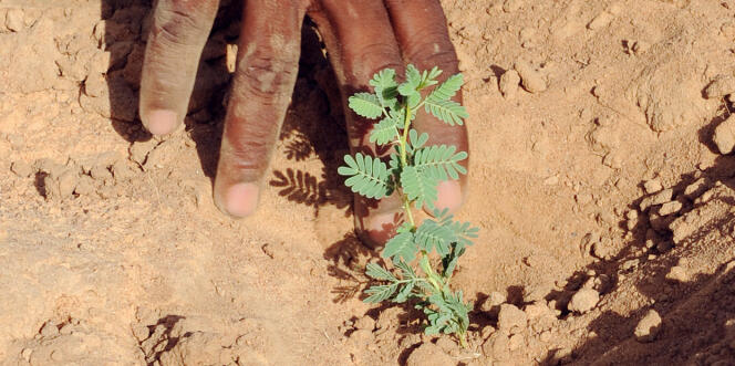Jeune plant de « Faidherbia albida », cousin de l’acacia, au Sénégal.