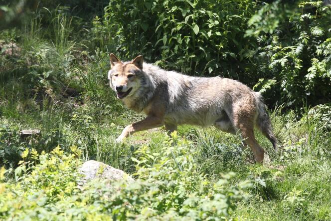 Un loup en semi-liberté dans le parc animalier Les Angles.