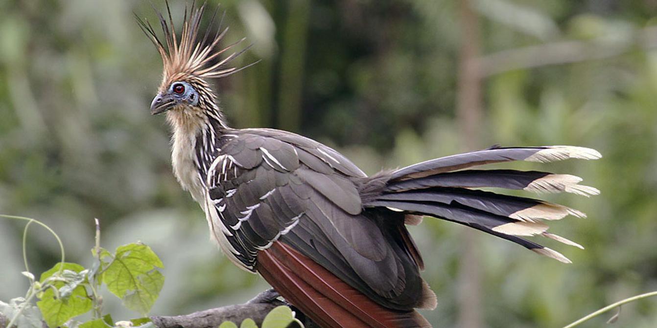 animaux qui marchent sur deux pattes