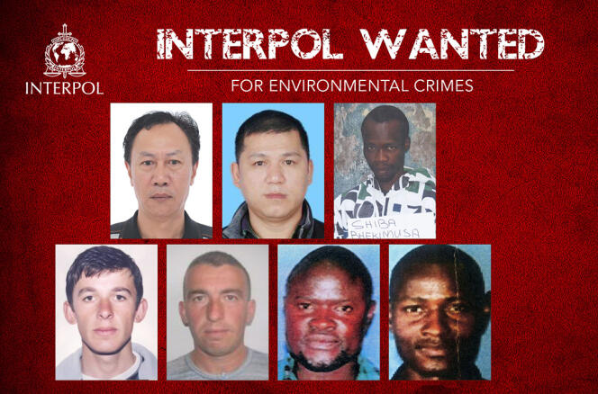 Avis de recherche d’Interpol contre Muk Nam Wong, Guo Qin Huang, Bhekumusa Mawillis Shiba, Ergest Memo, Taulant Memo, Nicholas Mweri Jefwa et Samuel Bakari Jefwa, suspectés de crimes contre l’environnement.