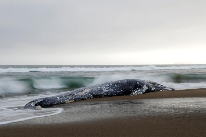 Une baleine échouée sur la plage de Limantour à Point Reyes, au nord de San Francisco, le 23 mai.