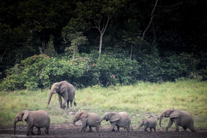 Des éléphants de forêt dans le baï de Langoué, une large clairière marécageuse dans le parc national d’Ivindo, au Gabon, le 26 avril.