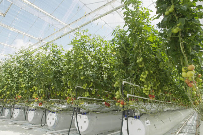 Laboratoire effectuant des recherches sur des plants de tomates hors-sol.