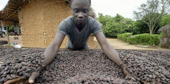 Fèves de cacao récoltées par des producteurs du village d’Akati, en Côte d’Ivoire.