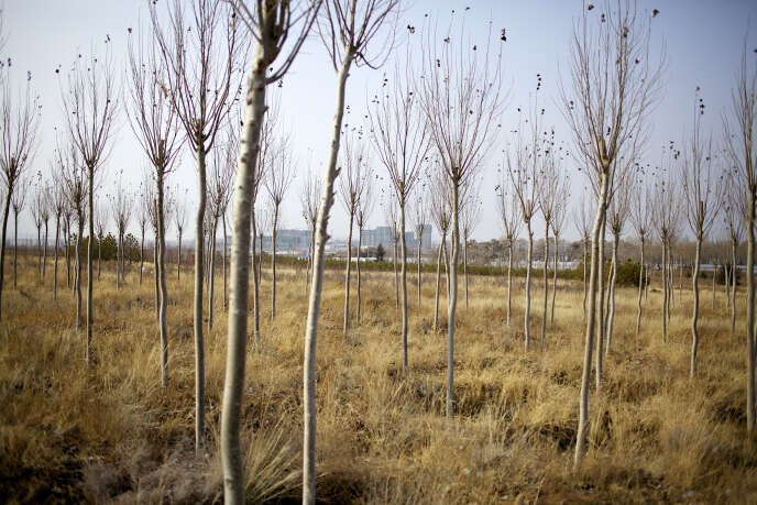 Plantation d'arbres pour freiner l'avancée du désert Chine, en périphérie de la ville de Xilinhot, en Mongolie-Intérieure