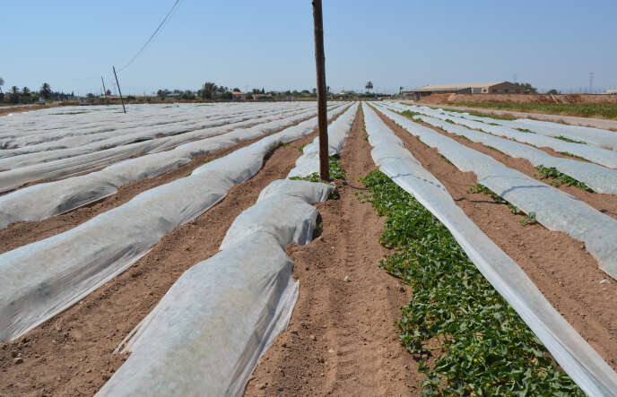 Cultures de légumes à El Ejido, dans la province d'Almeria (Espagne), en juin 2017. Le chlorpyrifos y est couramment utilisé.