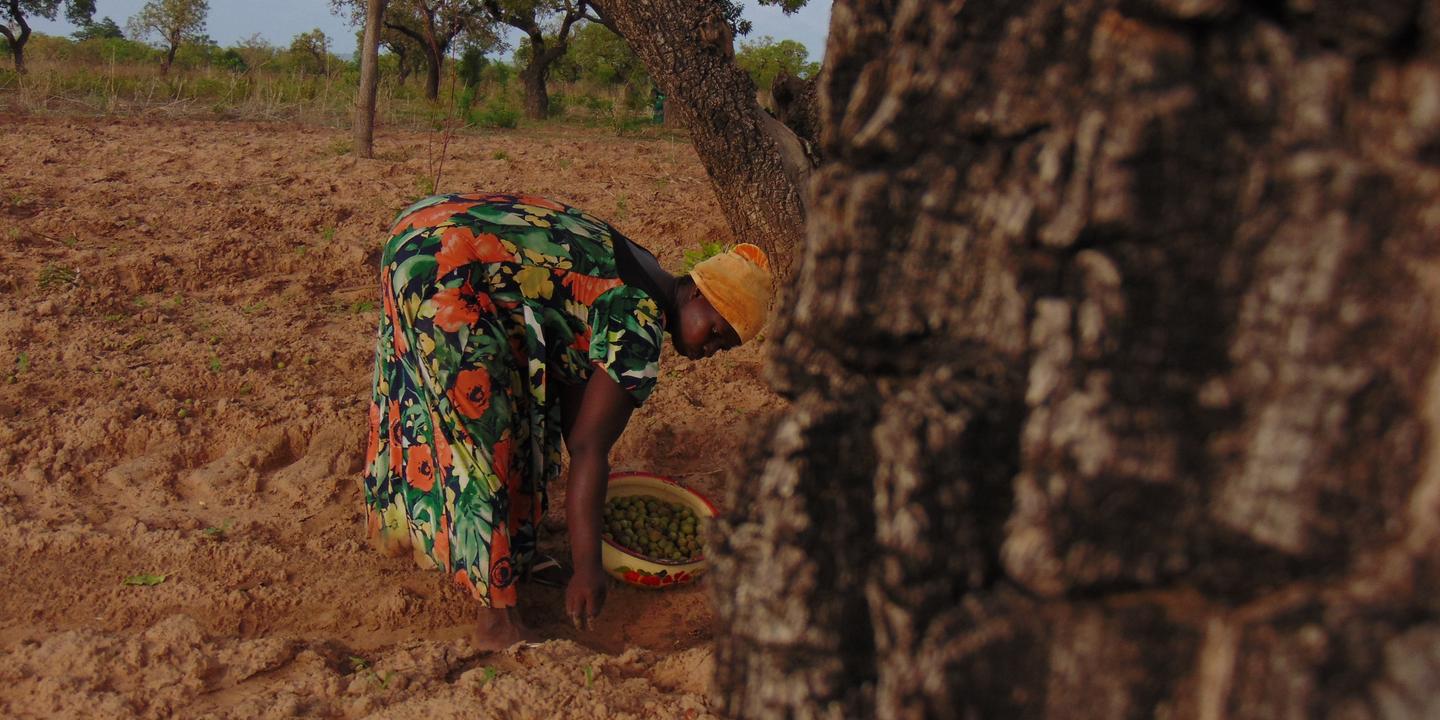 Au Ghana Des Cooperatives Pour Aider Les Femmes A Tirer Profit Du Karite