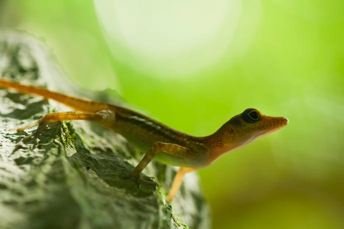 Un anolis sur un rocher.
