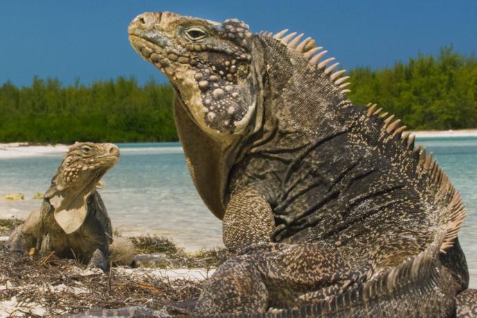 Résultat de recherche d'images pour ""Cuba : Révolution sauvage" {John Murray Photos"