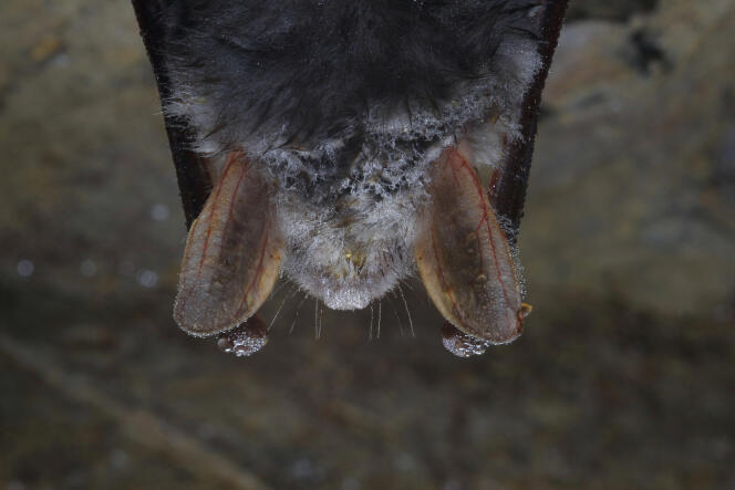 Le museau, les oreilles et les avant-bras d’un Grand murin breton en hibernation, en 2009.
